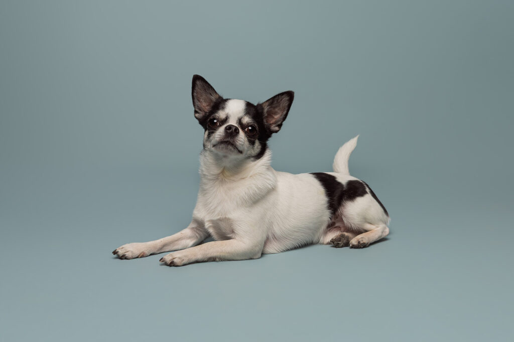 Fellfotos Stuttgart Hundefotos